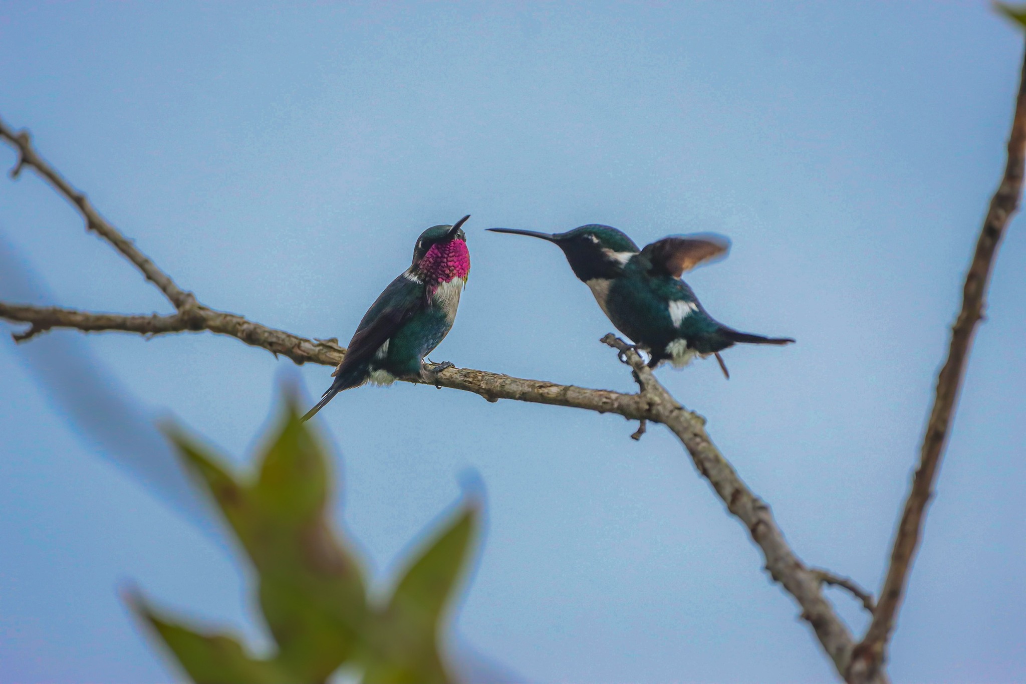 Colibríes