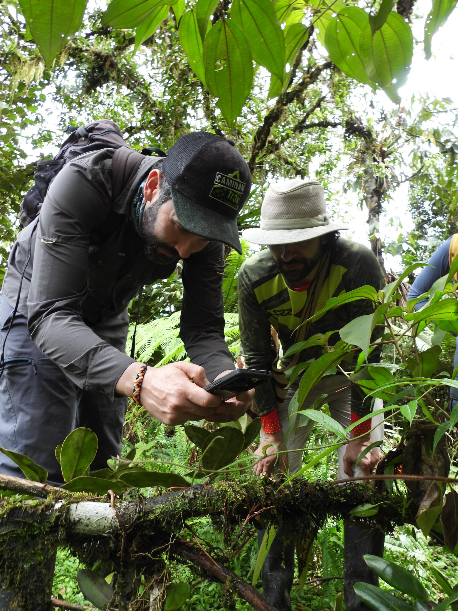 Explorando orquídeas