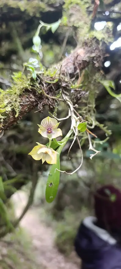 Detalle Ninfa del Bosque